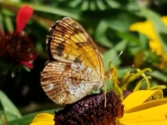 Phyciodes tharos