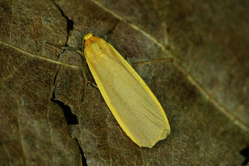 Buff Footman
