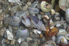 Propebela rufa