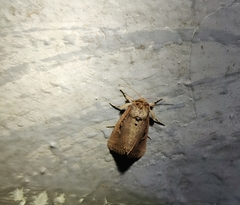 Ochropleura