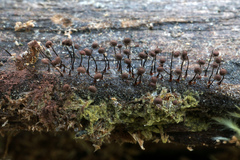 Cribraria cancellata
