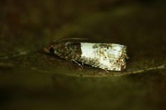 Notocelia roborana