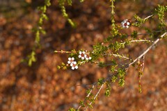 Baeckea robusta