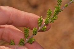 Baeckea robusta