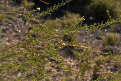 Baeckea robusta