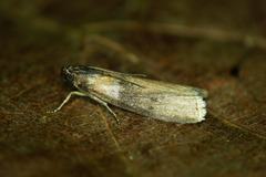 Sciota fumella