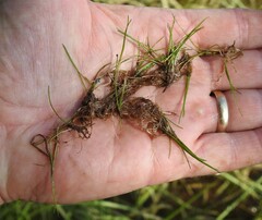 Eleocharis parvula