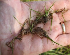 Eleocharis parvula