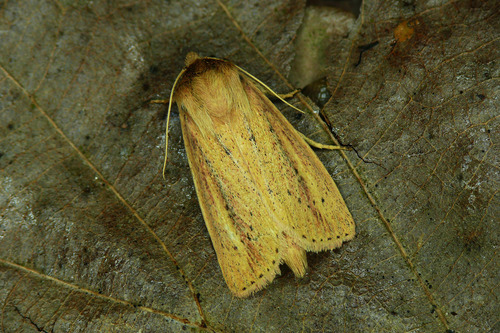Webb's Wainscot, photo 2 of 9