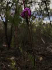 Disperis capensis