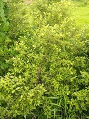 Ziziphus mauritiana