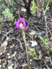 Disperis capensis