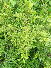 Ziziphus mauritiana
