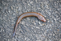 Necturus louisianensis