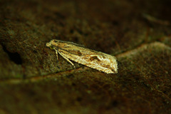Bactra lancealana