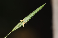 Brachypodium phoenicoides