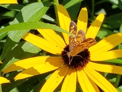 Phyciodes tharos
