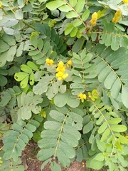 Senna reticulata