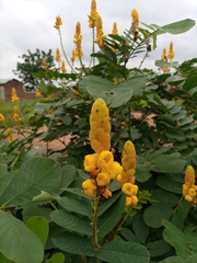 Senna reticulata