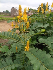 Senna reticulata