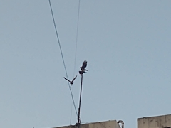 Parabuteo unicinctus