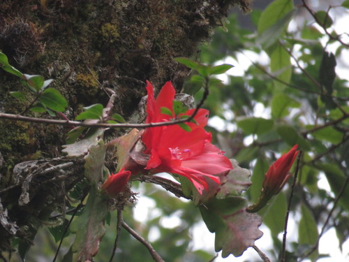 Disocactus cinnabarinus