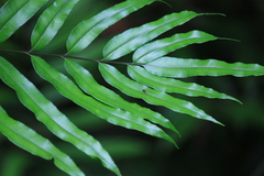 Pteris insignis