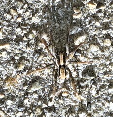 Venatrix australiensis