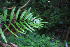 Pteris insignis