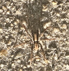 Venatrix australiensis