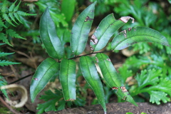 Pteris insignis