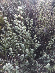 Cliffortia carinata
