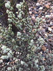 Cliffortia carinata