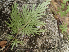 Selaginella moellendorffii