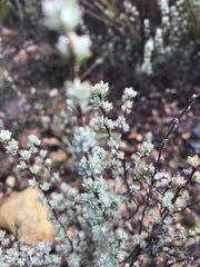 Cliffortia carinata