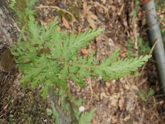 Selaginella moellendorffii