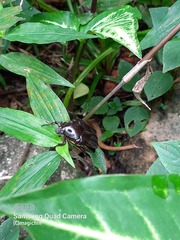 Allorrhina scabriuscula