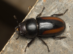 Prosopocoilus