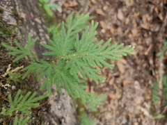 Selaginella moellendorffii