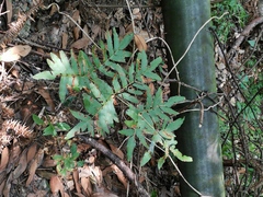 Osmunda japonica