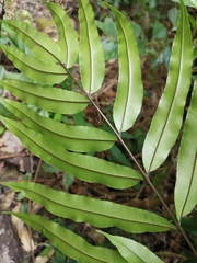 Pteris insignis