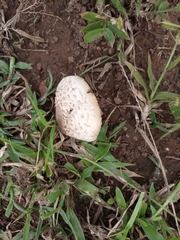 Fungi