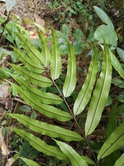 Pteris insignis