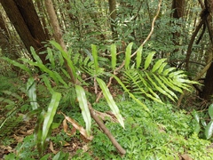 Pteris insignis