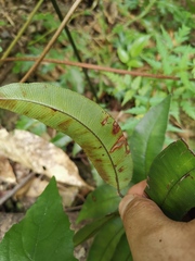 Pteris insignis