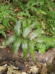 Pteris insignis