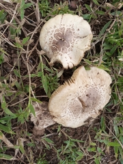 Fungi