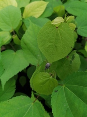 Cydianerus argenteus