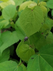 Cydianerus argenteus