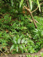 Pteris insignis